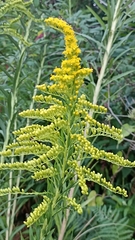 Solidago chilensis