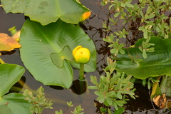 Nuphar polysepala