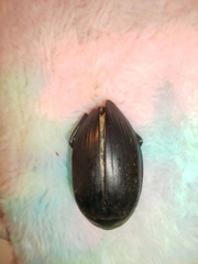Hydrophilus piceus
