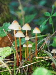 Mycena crocata
