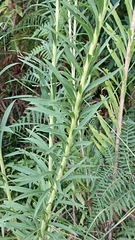 Solidago chilensis