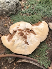 Ganoderma polychromum