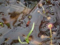 Limnoporus notabilis