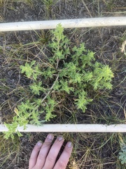 Amaranthus albus
