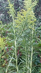 Solidago chilensis