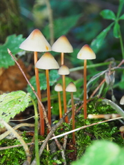 Mycena crocata