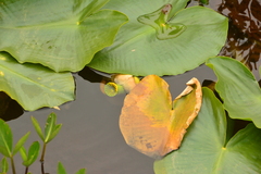 Nuphar polysepala