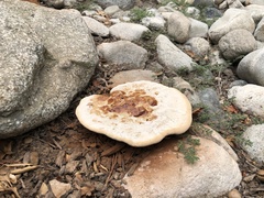 Ganoderma polychromum