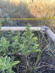 Amaranthus albus