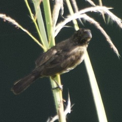 Sporophila