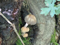 Coprinellus micaceus