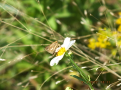 Panoquina panoquin