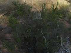 Larrea nitida