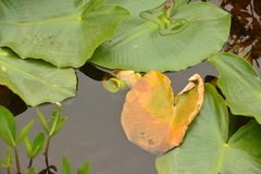 Nuphar polysepala