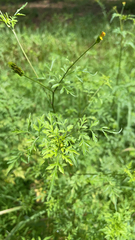 Bidens bipinnata