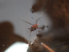 Limnoporus notabilis