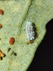 Cryptolaemus montrouzieri