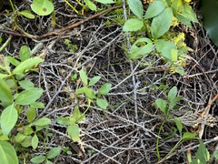 Drosera rotundifolia
