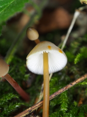 Mycena crocata