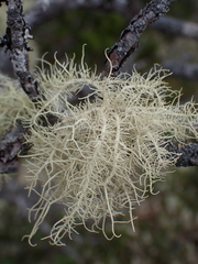 Usnea