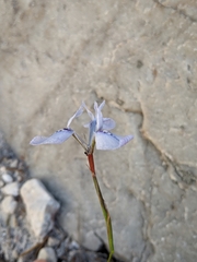 Moraea tripetala