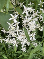 Clematis flammula