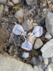 Moraea tripetala
