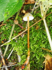 Mycena crocata