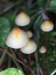 Mycena crocata