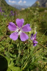 Geranium gymnocaulon