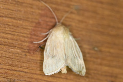 Heliocheilus paradoxus