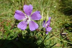 Geranium gymnocaulon