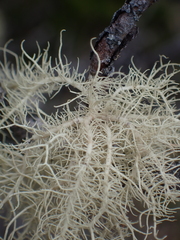 Usnea