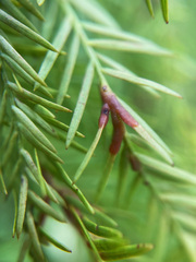 Taxodiomyia taxodii