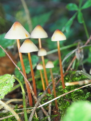 Mycena crocata