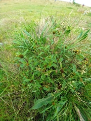 Bidens tripartita