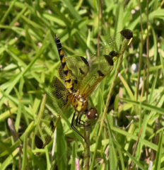 Celithemis elisa