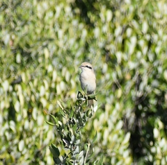 Lanius isabellinus