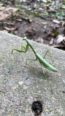 Stagmomantis carolina