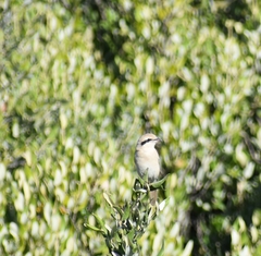 Lanius isabellinus