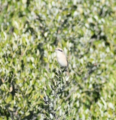 Lanius isabellinus