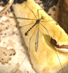 Nephrotoma flavipalpis