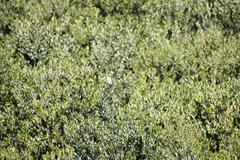 Lanius isabellinus