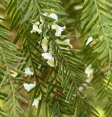 Taxodiomyia cupressi