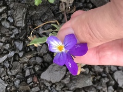 Viola