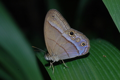 Amiga arnaca sericeella
