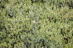 Lanius isabellinus