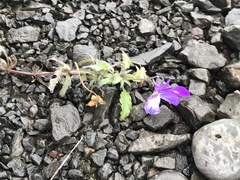 Viola