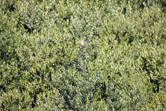 Lanius isabellinus