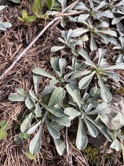 Antennaria dioica